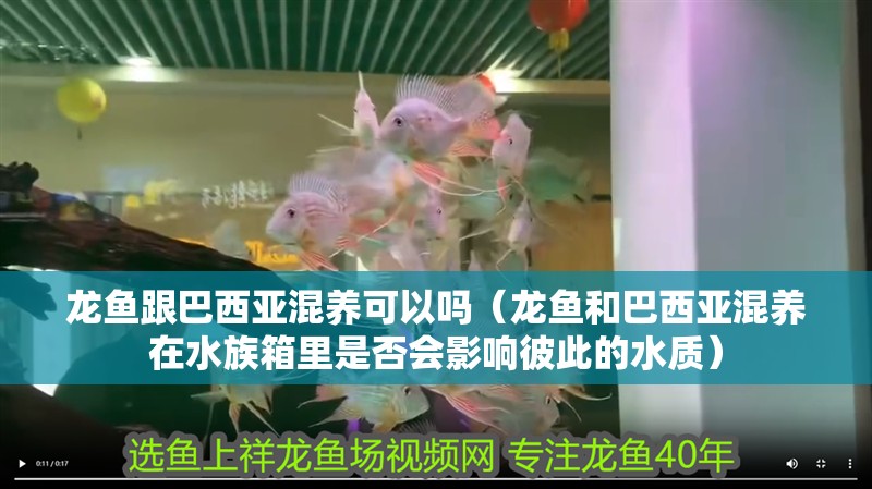 龍魚跟巴西亞混養可以嗎（龍魚和巴西亞混養在水族箱里是否會影響彼此的水質）