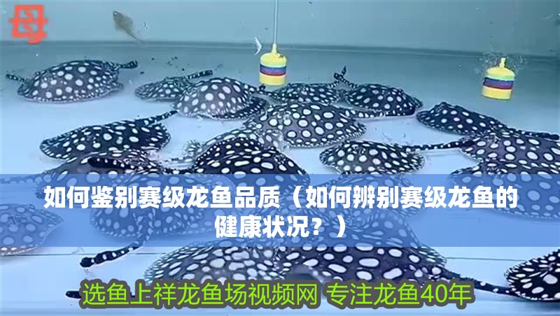 如何鑒別賽級龍魚品質（如何辨別賽級龍魚的健康狀況？）