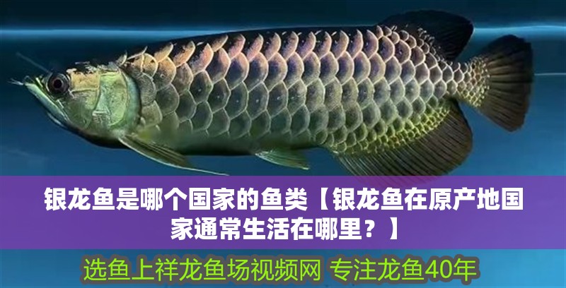 銀龍魚是哪個國家的魚類【銀龍魚在原產地國家通常生活在哪里？】