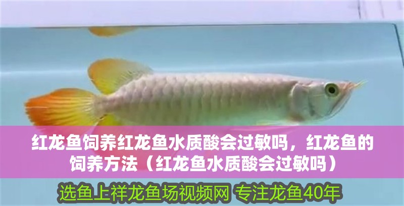 紅龍魚飼養(yǎng)紅龍魚水質(zhì)酸會(huì)過敏嗎，紅龍魚的飼養(yǎng)方法（紅龍魚水質(zhì)酸會(huì)過敏嗎）