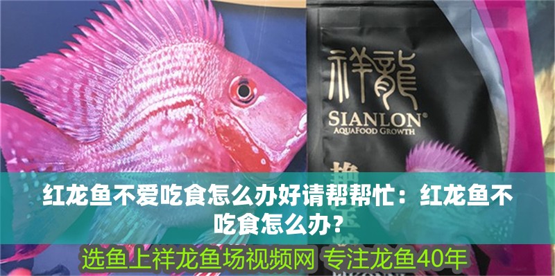 紅龍魚不愛吃食怎么辦好請(qǐng)幫幫忙：紅龍魚不吃食怎么辦？