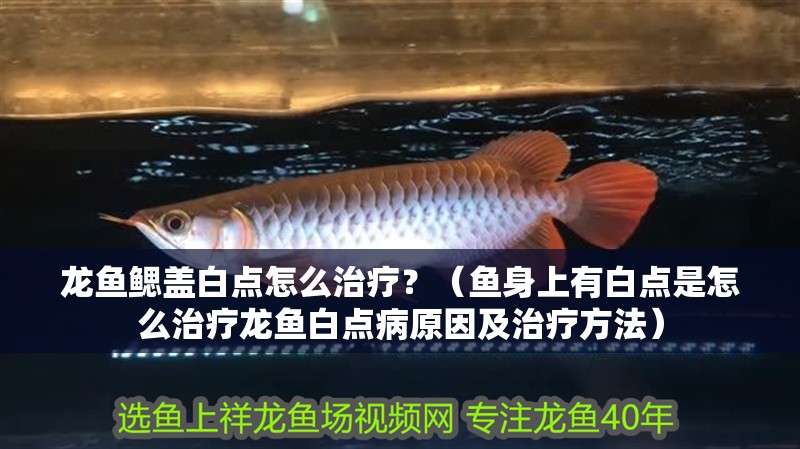龍魚鰓蓋白點怎么治療？（魚身上有白點是怎么治療龍魚白點病原因及治療方法）