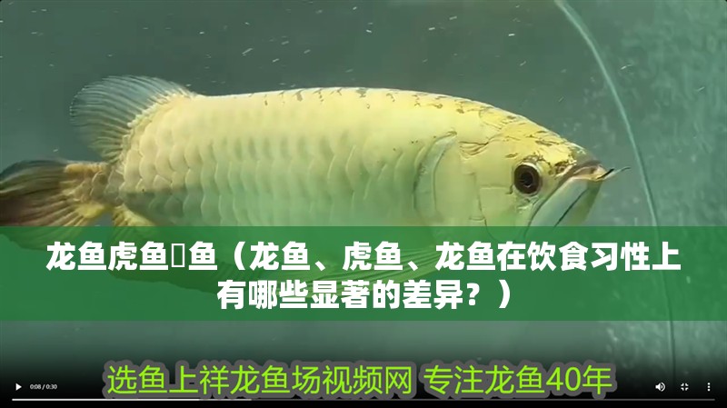 龍魚虎魚魟魚（龍魚、虎魚、龍魚在飲食習性上有哪些顯著的差異？）