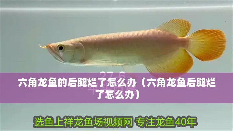 六角龍魚的后腿爛了怎么辦（六角龍魚后腿爛了怎么辦）