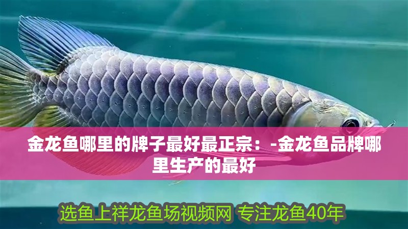 金龍魚哪里的牌子最好最正宗：-金龍魚品牌哪里生產的最好