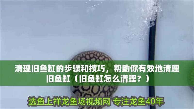 清理舊魚缸的步驟和技巧，幫助你有效地清理舊魚缸（舊魚缸怎么清理？）