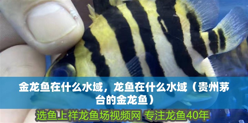 金龍魚在什么水域，龍魚在什么水域（貴州茅臺的金龍魚）