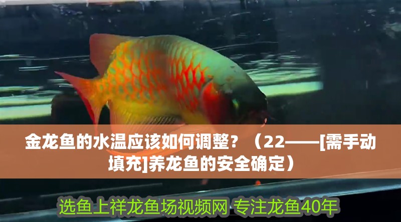 金龍魚的水溫應該如何調整？（22——[需手動填充]養龍魚的安全確定）