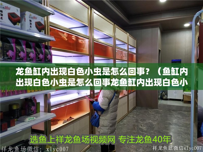 龍魚缸內出現白色小蟲是怎么回事？（魚缸內出現白色小蟲是怎么回事龍魚缸內出現白色小蟲是怎么回事）