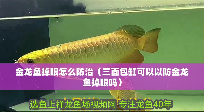 金龍魚掉眼怎么防治（三面包缸可以以防金龍魚掉眼嗎）