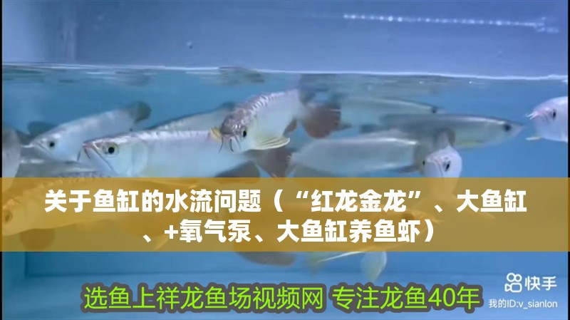 關于魚缸的水流問題（“紅龍金龍”、大魚缸、+氧氣泵、大魚缸養(yǎng)魚蝦）