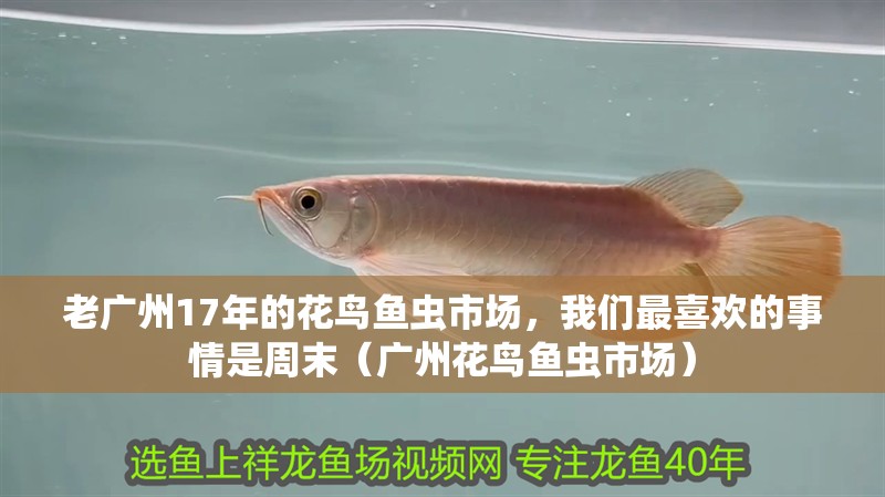 老廣州17年的花鳥魚蟲市場，我們最喜歡的事情是周末（廣州花鳥魚蟲市場）