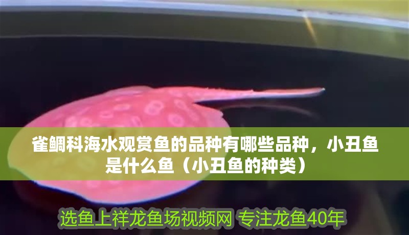 雀鯛科海水觀賞魚的品種有哪些品種，小丑魚是什么魚（小丑魚的種類）
