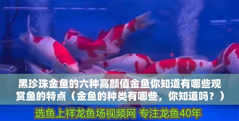 黑珍珠金魚的六種高顏值金魚你知道有哪些觀賞魚的特點（金魚的種類有哪些，你知道嗎？）