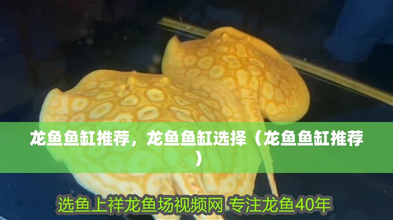 龍魚魚缸推薦，龍魚魚缸選擇（龍魚魚缸推薦）