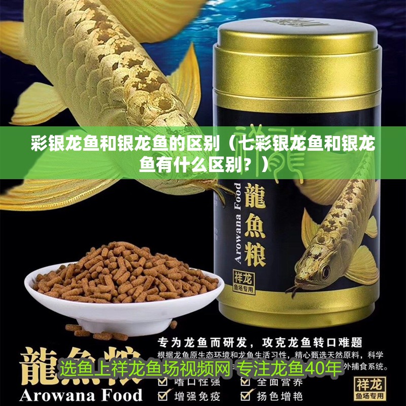 彩銀龍魚和銀龍魚的區別（七彩銀龍魚和銀龍魚有什么區別？）