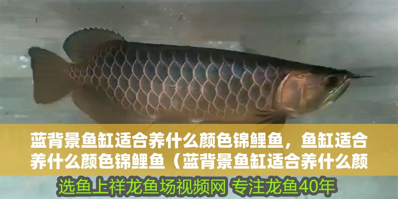 藍背景魚缸適合養(yǎng)什么顏色錦鯉魚，魚缸適合養(yǎng)什么顏色錦鯉魚（藍背景魚缸適合養(yǎng)什么顏色的錦鯉魚）