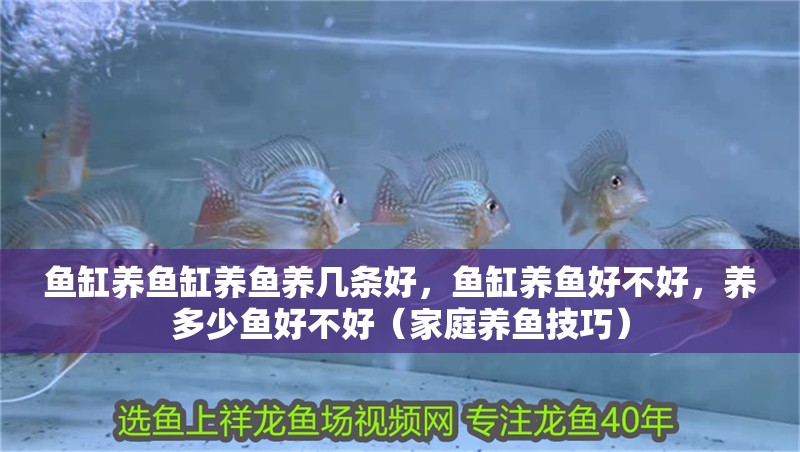魚缸養魚缸養魚養幾條好，魚缸養魚好不好，養多少魚好不好（家庭養魚技巧）