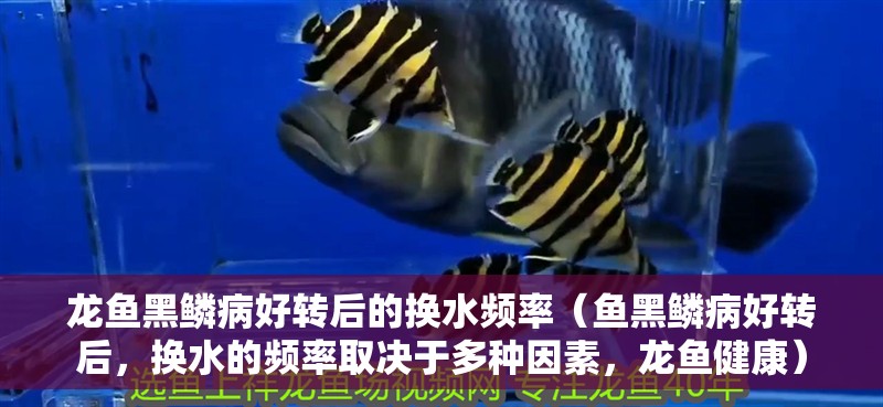 龍魚黑鱗病好轉(zhuǎn)后的換水頻率（魚黑鱗病好轉(zhuǎn)后，換水的頻率取決于多種因素，龍魚健康）