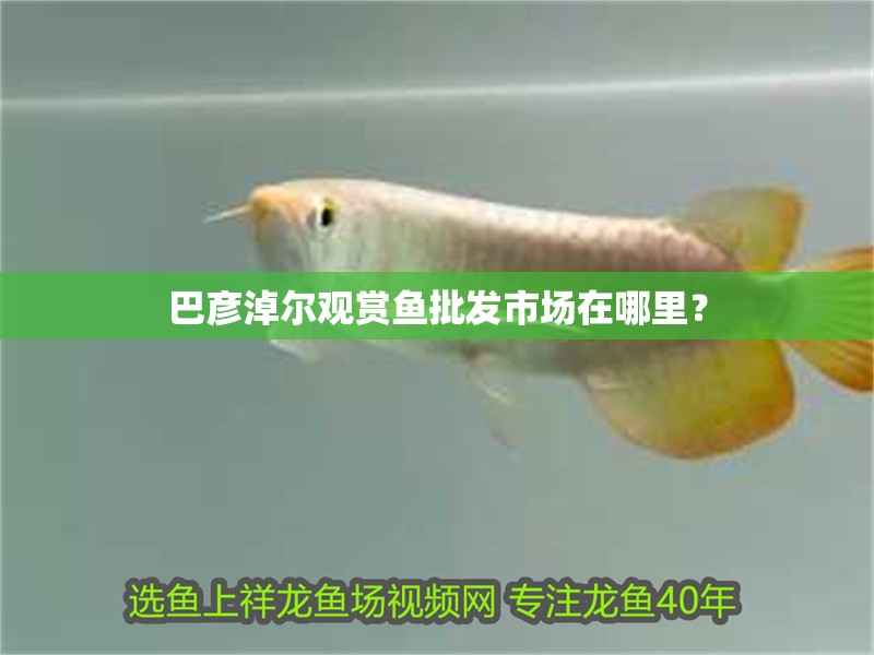 巴彥淖爾觀賞魚批發(fā)市場在哪里？