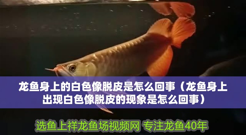 龍魚身上的白色像脫皮是怎么回事（龍魚身上出現白色像脫皮的現象是怎么回事）