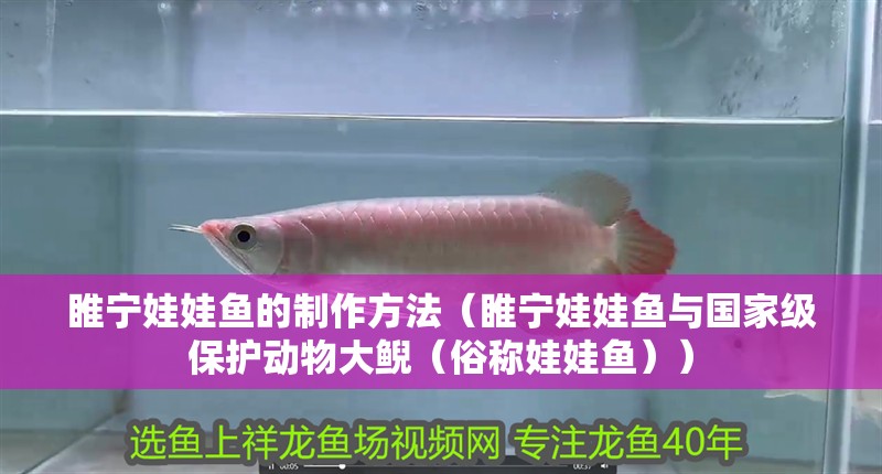 睢寧娃娃魚的制作方法（睢寧娃娃魚與國家級保護(hù)動物大鯢（俗稱娃娃魚））