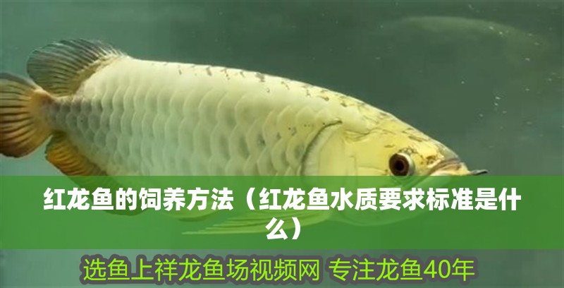 紅龍魚的飼養(yǎng)方法（紅龍魚水質(zhì)要求標準是什么）