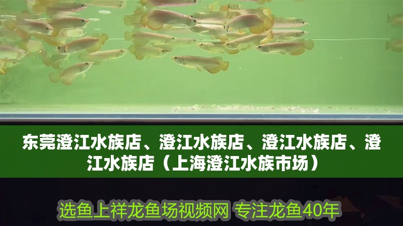 東莞澄江水族店、澄江水族店、澄江水族店、澄江水族店（<strong><mark>上海</mark></strong>澄江水族市場）
