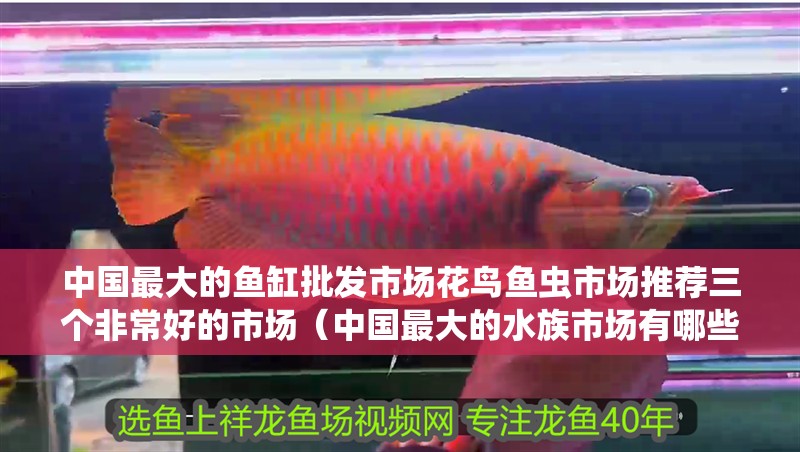 中國最大的魚缸批發(fā)市場花鳥魚蟲市場推薦三個非常好的市場（中國最大的水族市場有哪些？）