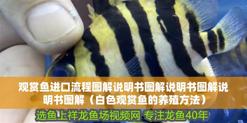 觀賞魚進口流程圖解說明書圖解說明書圖解說明書圖解（白色觀賞魚的養殖方法）