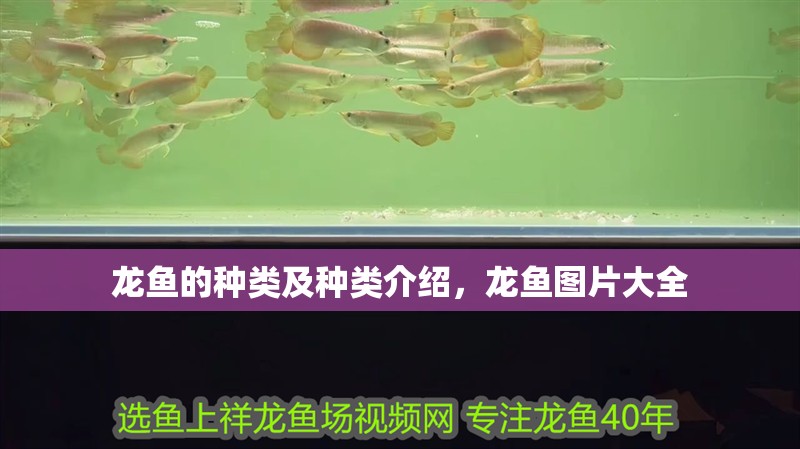 龍魚(yú)的種類及種類介紹，龍魚(yú)圖片大全
