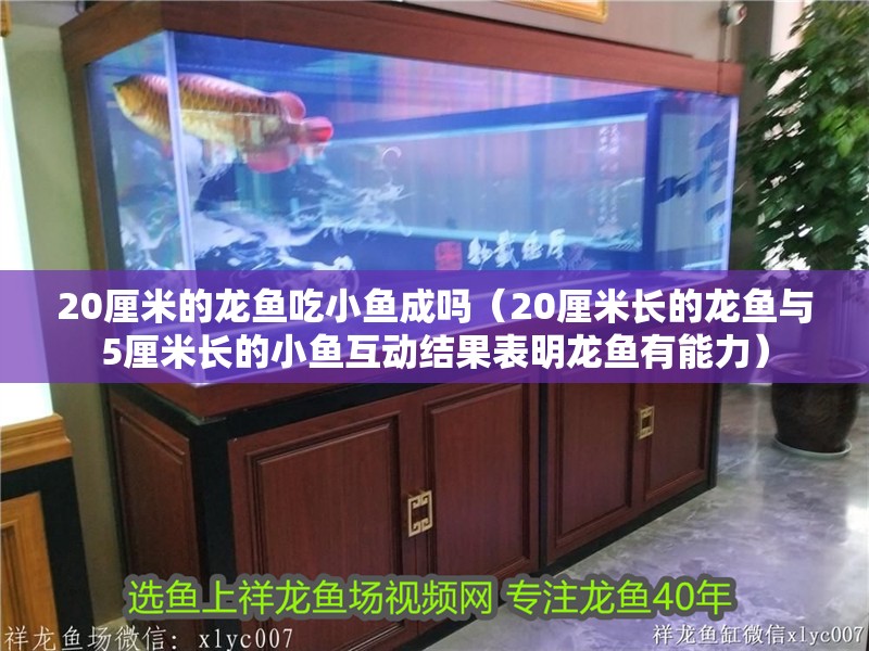 20厘米的龍魚吃小魚成嗎（20厘米長的龍魚與5厘米長的小魚互動結果表明龍魚有能力）