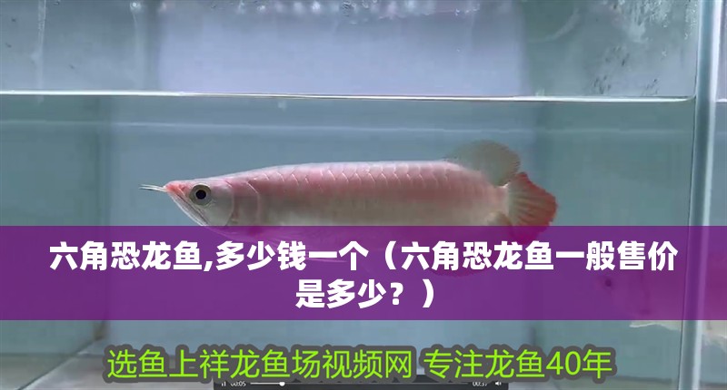 六角恐龍魚,多少錢一個（六角恐龍魚一般售價是多少？）