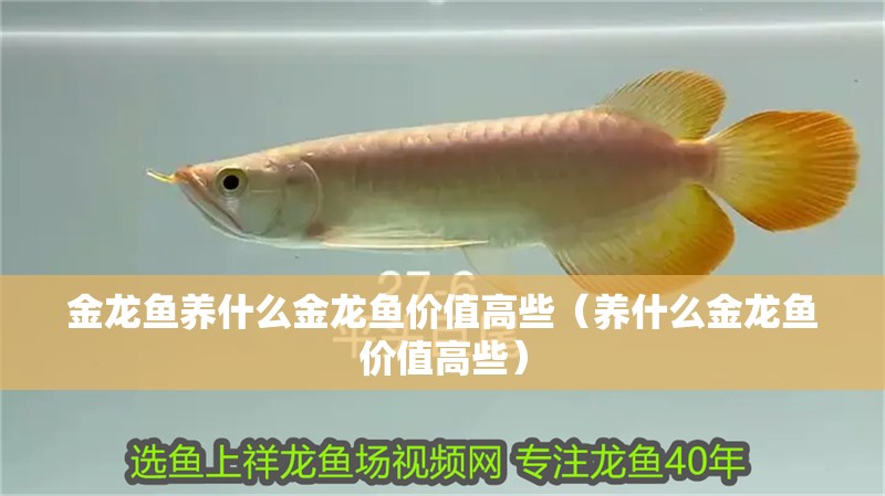 金龍魚養(yǎng)什么金龍魚價值高些（養(yǎng)什么金龍魚價值高些）