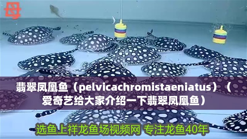 翡翠鳳凰魚（pelvicachromistaeniatus）（愛奇藝給大家介紹一下翡翠鳳凰魚）