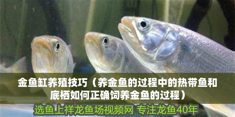 金魚缸養(yǎng)殖技巧（養(yǎng)金魚的過程中的熱帶魚和底棲如何正確飼養(yǎng)金魚的過程）