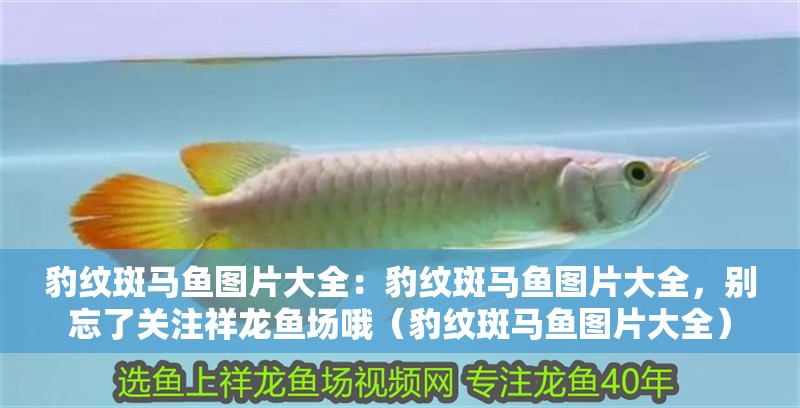豹紋斑馬魚圖片大全：豹紋斑馬魚圖片大全，別忘了關(guān)注祥龍魚場哦（豹紋斑馬魚圖片大全）