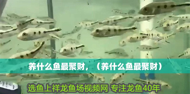 養(yǎng)什么魚最聚財，（養(yǎng)什么魚最聚財）