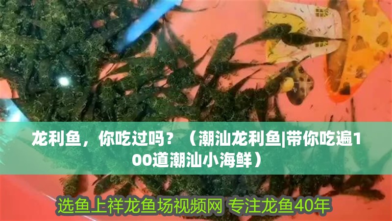 龍利魚，你吃過嗎？（潮汕龍利魚|帶你吃遍100道潮汕小海鮮）