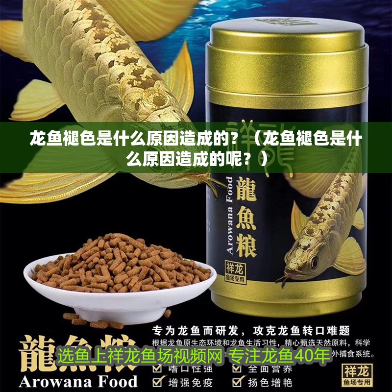 龍魚褪色是什么原因造成的？（龍魚褪色是什么原因造成的呢？）