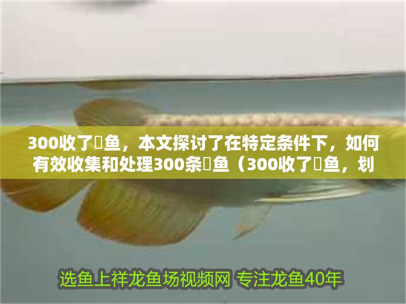 300收了魟魚(yú)，本文探討了在特定條件下，如何有效收集和處理300條魟魚(yú)（300收了魟魚(yú)，劃算不）