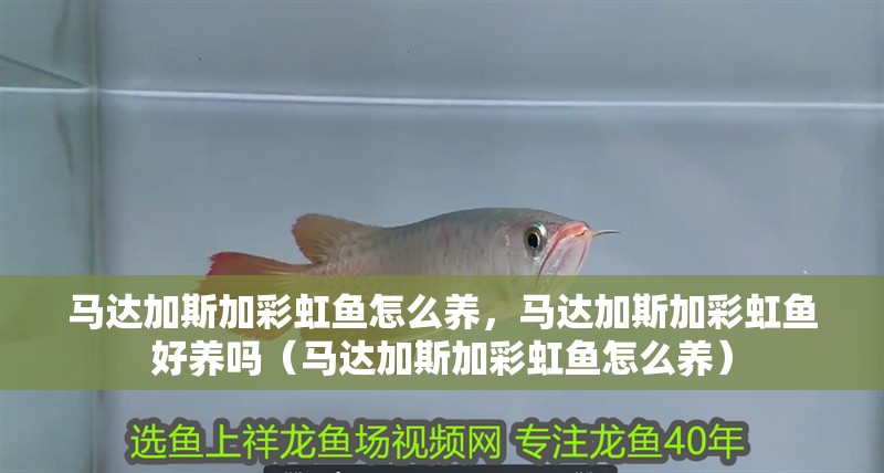 馬達(dá)加斯加彩虹魚怎么養(yǎng)，馬達(dá)加斯加彩虹魚好養(yǎng)嗎（馬達(dá)加斯加彩虹魚怎么養(yǎng)）