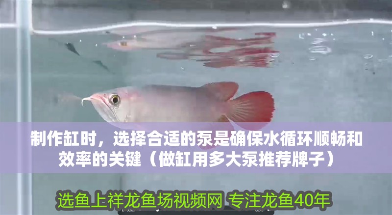 制作缸時(shí)，選擇合適的泵是確保水循環(huán)順暢和效率的關(guān)鍵（做缸用多大泵推薦牌子）