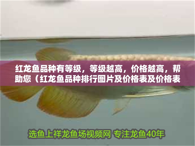紅龍魚品種有等級，等級越高，價格越高，幫助您（紅龍魚品種排行圖片及價格表及價格表及價格表及價格表）