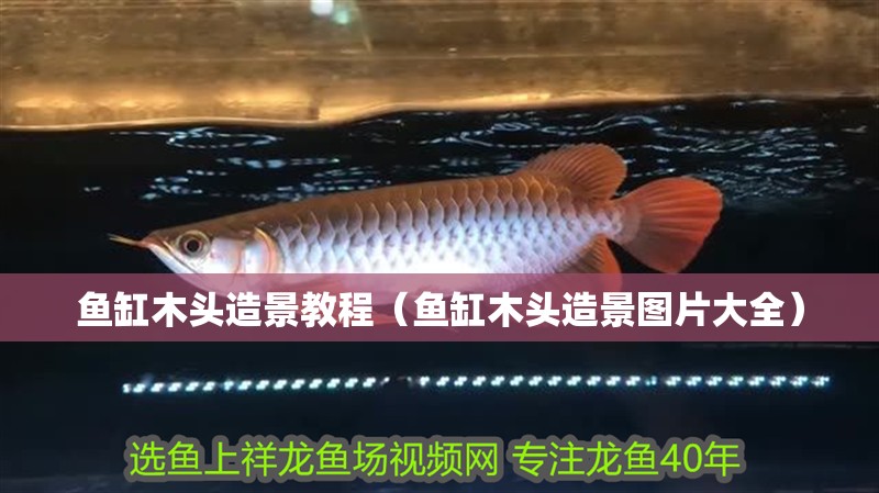 魚缸木頭造景教程（魚缸木頭造景圖片大全）