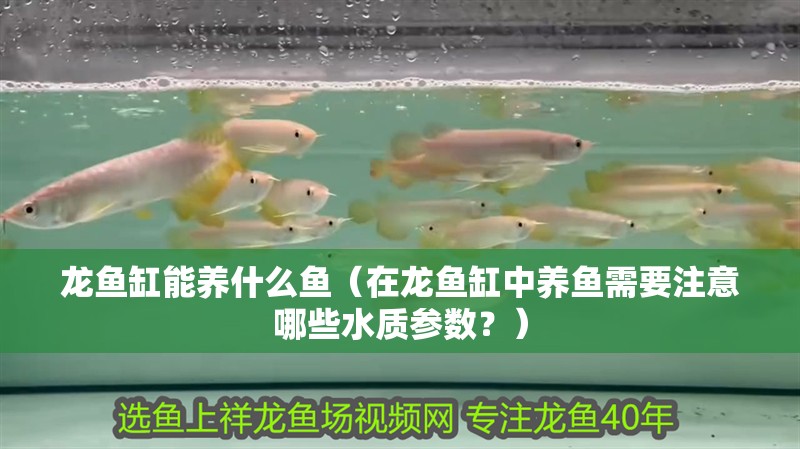 龍魚缸能養(yǎng)什么魚（在龍魚缸中養(yǎng)魚需要注意哪些水質參數(shù)？）