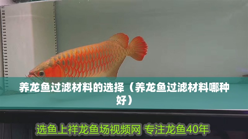 養(yǎng)龍魚過濾材料的選擇（養(yǎng)龍魚過濾材料哪種好）