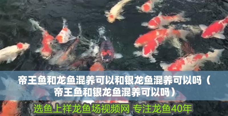 帝王魚和龍魚混養(yǎng)可以和銀龍魚混養(yǎng)可以嗎（帝王魚和銀龍魚混養(yǎng)可以嗎）