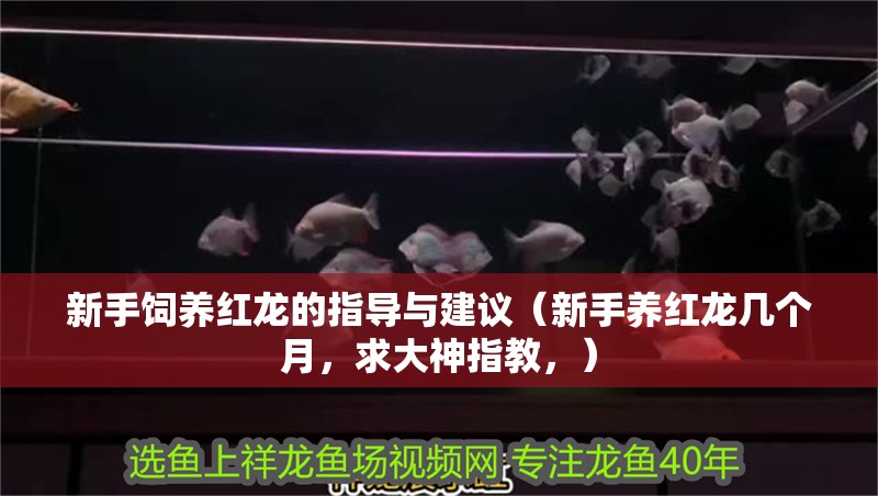 新手飼養紅龍的指導與建議（新手養紅龍幾個月，求大神指教，）