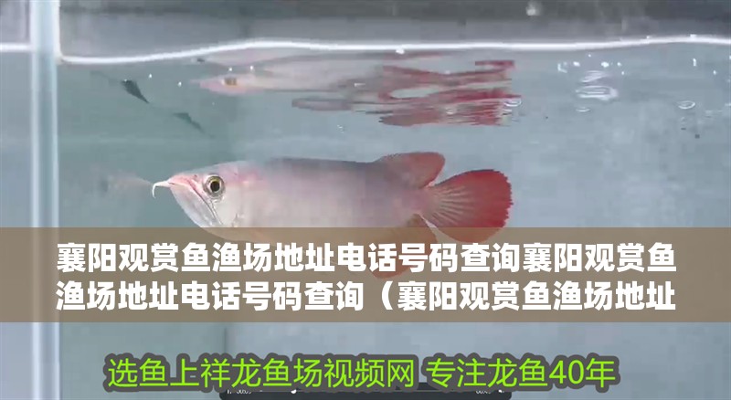 襄陽(yáng)觀賞魚(yú)漁場(chǎng)地址電話號(hào)碼查詢襄陽(yáng)觀賞魚(yú)漁場(chǎng)地址電話號(hào)碼查詢（襄陽(yáng)觀賞魚(yú)漁場(chǎng)地址電話號(hào)碼怎么查詢）